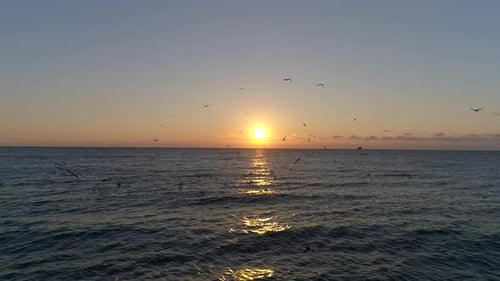 Video of a calm ocean horizon with the sun setting in the center and many birds flying in the scene