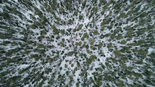 Aerial Top Down View Winter Forest Evergreen Trees on the Snow Amazing Winter Landscape