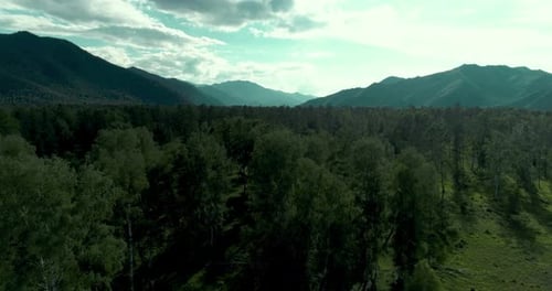 Aerial View Low Flight Above Evergreen Pine Tree Landscape with Endless Mountain Forest at Sunny