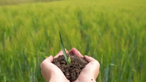 Sprout Grows From Human Hands on on Blurred Agriculture Field Background
