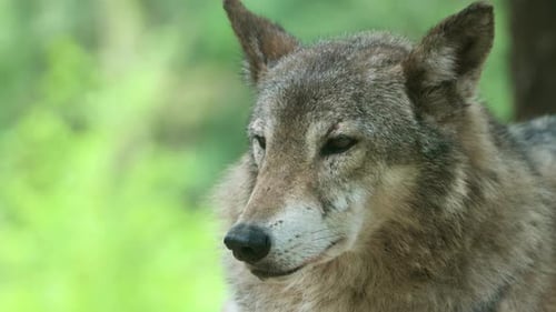 Close-up Portrait Of Gray Wolf (Canis lupus) With Bokeh Nature Background.
