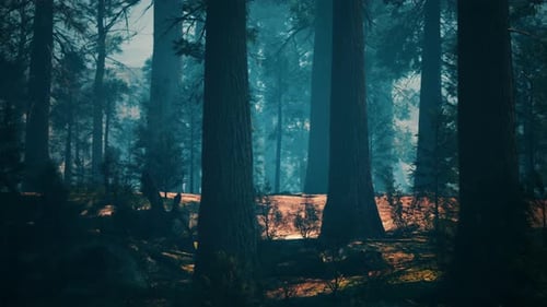 Pine Forest with the Last of the Sun Shining Through the Trees