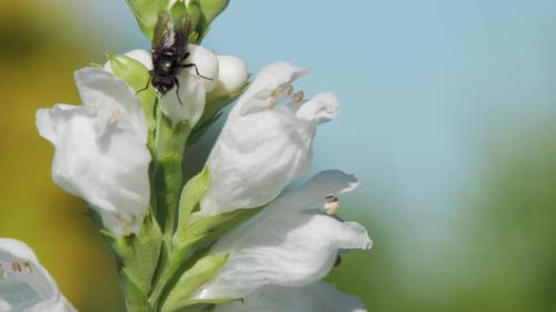Black Fly On The Beautiful Crystal Peak White Obedient Plant In The Garden. - macro shot