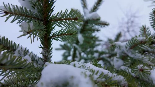 Nahaufnahme eines schneebedeckten immergrünen Zweigs mit Frost und Eiskristallen in einer winterlichen Waldumgebung