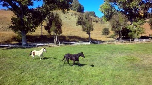 Des chevaux galopent à travers la ferme lors de la quatrième journée ensoleillée