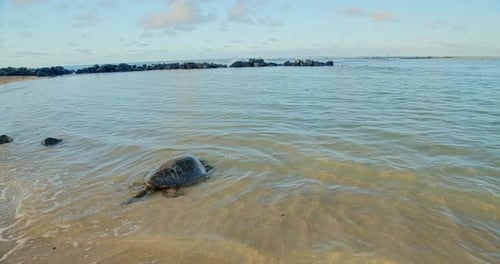Tortuga marina en una hermosa playa tropical al atardecer,