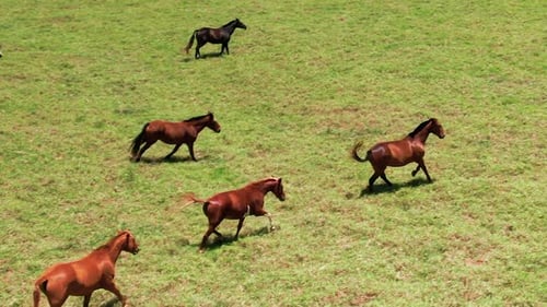 Horses Galloping Freely in Green Pasture, Aerial View