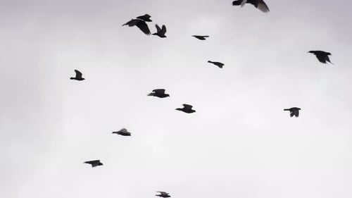 Flock of Birds Flying in Cloudy Sky