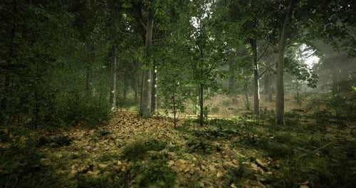 Lush Green Forest with Sunlight Filtering Through Trees in the Morning