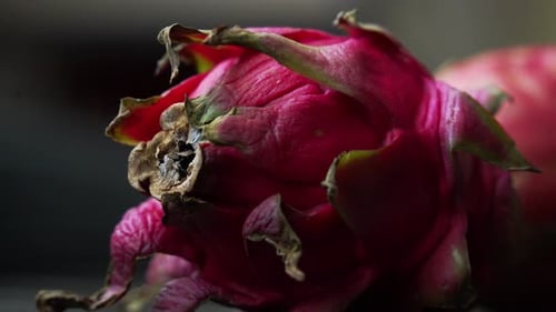 Close up shot of red dragon fruit sitting on table Red Dragon Fruit Slices and Cultivating Exotic Pl