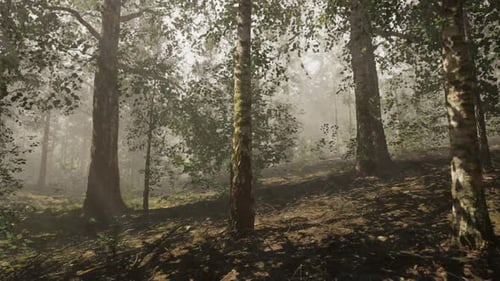 A Forest Filled with Lots of Trees Covered in Fog