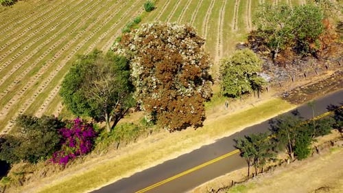 Paisaje rural. Vista aérea del paisaje campestre. Campo de agricultura de plantaciones. Fondo verde.