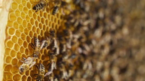 Extreme Closeup of Hardworking Bees Making Delicious Honey Huge Number of Bees Creating Healthy