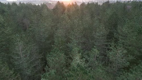 Flyover Pine Trees In Lush Forest During Sunset Near Thetford Norfolk, UK. Aerial Shot