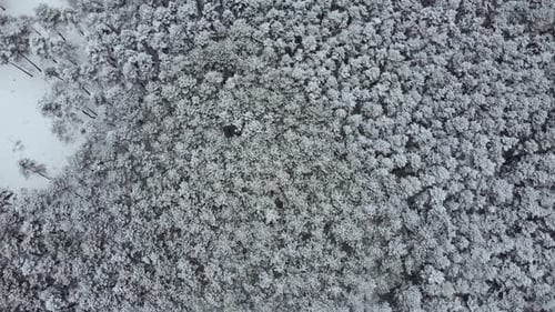 aerial view of the snowy forest