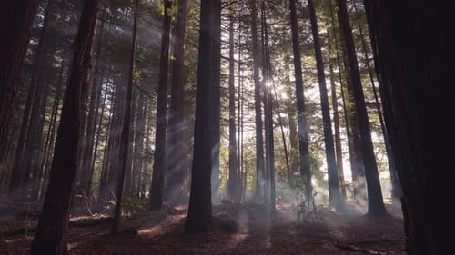 Rayons lumineux magiques dans la forêt torride de séquoias de Nouvelle-Zélande, Slowmo