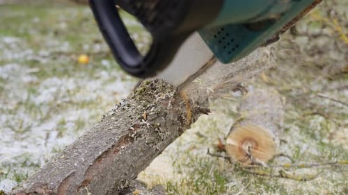 Chainsaw Cutting Tree Trunk into Logs