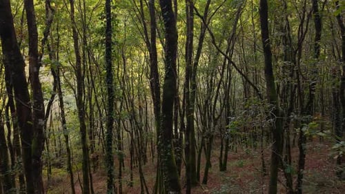 Creeping Plants Covered Trees With Thin Trunks In Forest Hike Near Vilasantar, A Coruña, Spain.