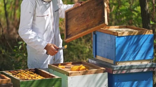 Beekeeper works on apiary. Beehives with bees in nature. Bee master taking wax from wooden lid.
