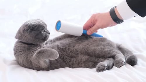 Gray Cat Grooming with a Lint Roller at Home
