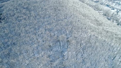 Aerial View of a Frozen Forest with Snow Covered Trees at Winter Flight Above Winter Forest Aerial