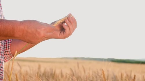 Close Up of Man Inspecting Wheat in Field
