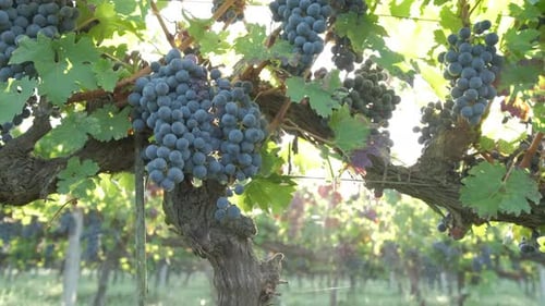 Red ripe vine grapes in vineyard. Red wine, winery grapevine.