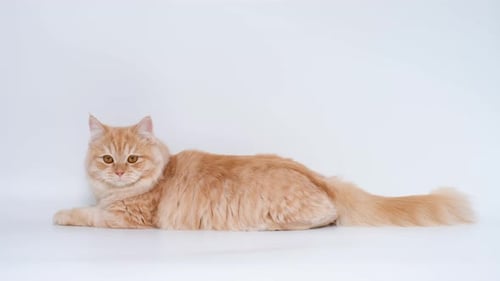 Majestic Ginger Cat Walking on White Background