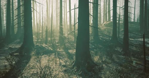 Sunlight Filters Through Tall Trees in a Misty Forest During Early Morning