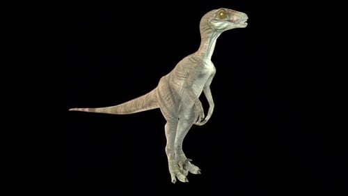 3D Realistic Raptor Dinosaur Walking Cycle Animation