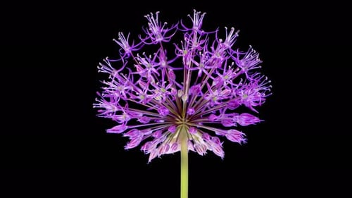 Blooming Big Violet Allium Christophii Flower