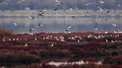 Animal Bird Seagulls In Nature Near The Sea 2