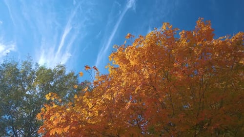 Colorful Woods with Yellow and Orange Canopies in Autumn Forest on Sunny Day Landscape of Wild