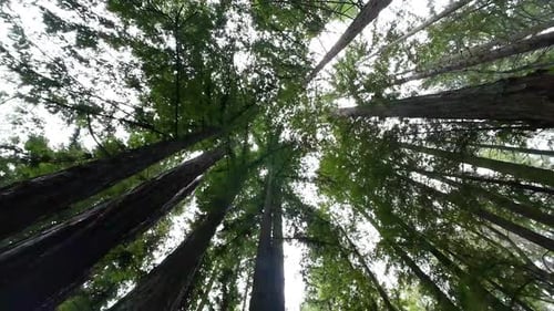 Tall sequoia trees against sky in Muir forest, view from bellow