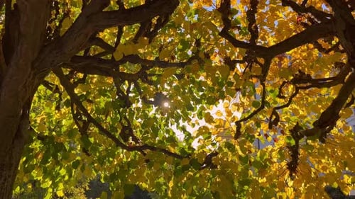 Colorful Falling Autumn Leaves View Through the Autumn Foliage in Park Forest Golden Tree Leaves