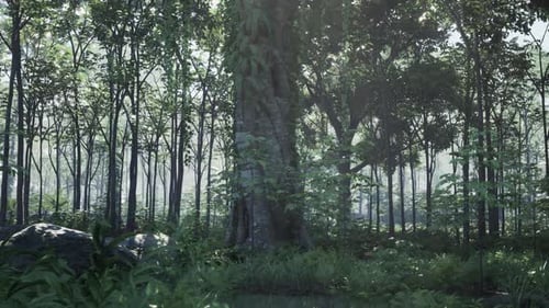 The Beautiful Scene of Tropical Rain Forest