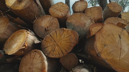 Close-up View of a Large Stack of Cut Timber Logs