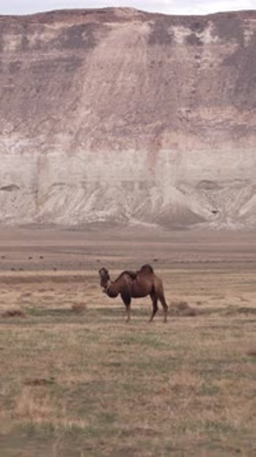 Aerial view of camel in arid landscape, Kazakhstan.