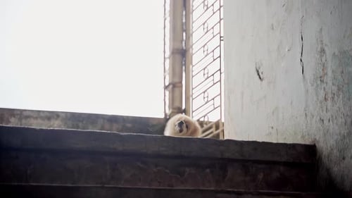 Cute Dog Sits Patiently on Concrete Stairway