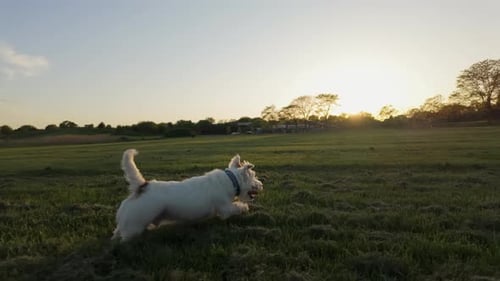 Dog Jack Russell Terrier Runs on Field in Park