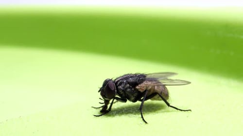 Fly Grooming Itself in Detailed Close Up