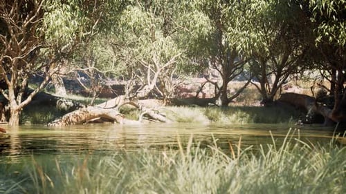 Lush Riverbank with Eucalyptus Trees and Reflecting Water