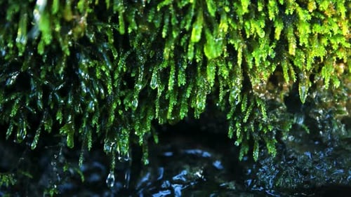 Water Drop Falling