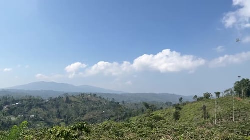 natural mountain forest