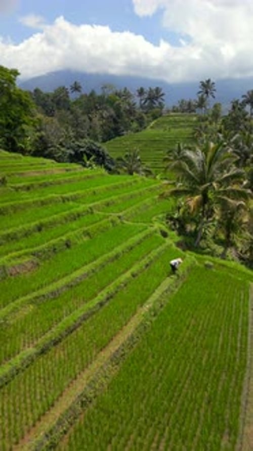 Aerial of Lush Green Rice Terraces in Tropical Countryside in Bali Indonesia