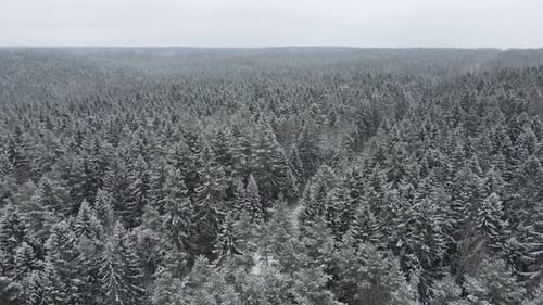 Aerial Winter Landscape with Pine Trees Covered with Snow in Spruce Forest