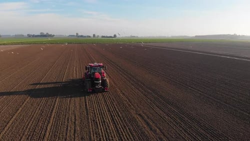 Bewegliche Drohnenaufnahme eines roten Traktors, der ein braunes, erdiges Ackerland pflügt, dem Vögel folgen, Möwen folgen, fl