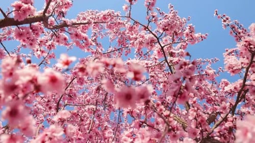 Cinematic And Majestic View Of Cherry Flowers in Spring Time