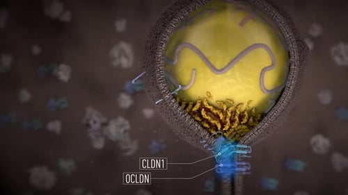 Cellule virale animée avec des étiquettes CLDN1 et OCLDN se déplaçant dynamiquement