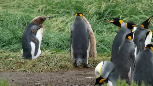 King Penguins Standing Together in Grassy Habitat